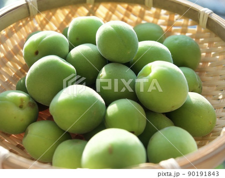 梅　涼しい　涼み　涼味　青梅　収穫　日差し　 90191843