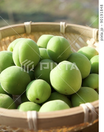 梅　涼しい　涼み　涼味　青梅　収穫　日差し　 90191848