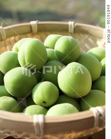 梅　涼しい　涼み　涼味　青梅　収穫　日差し　 90191849