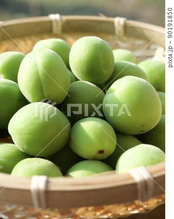 梅　涼しい　涼み　涼味　青梅　収穫　日差し　 90191850