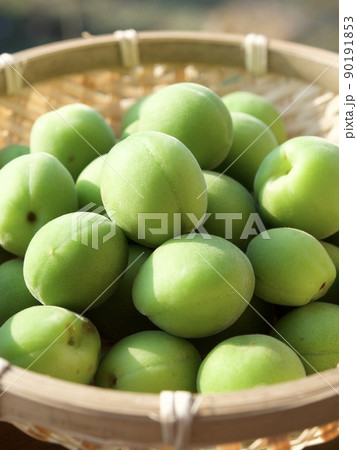 梅　涼しい　涼み　涼味　青梅　収穫　日差し　 90191853