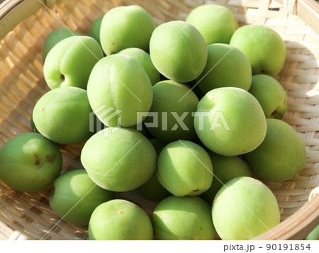 梅　涼しい　涼み　涼味　青梅　収穫　日差し　 90191854