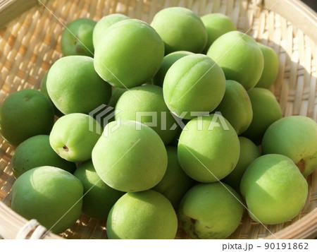 梅　涼しい　涼み　涼味　青梅　収穫　日差し　 90191862