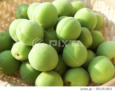 梅　涼しい　涼み　涼味　青梅　収穫　日差し　 90191863