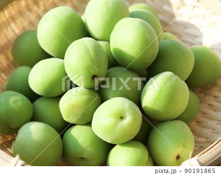 梅　涼しい　涼み　涼味　青梅　収穫　日差し　 90191865