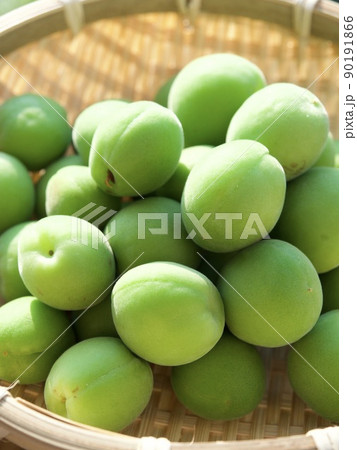 梅　涼しい　涼み　涼味　青梅　収穫　日差し　 90191866