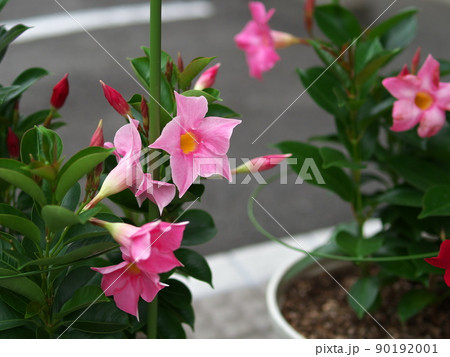 鉢植えのピンクのマンデビラ・サンデリ 鉢植えのピンクのマンデビラ・サンデリ 90192001