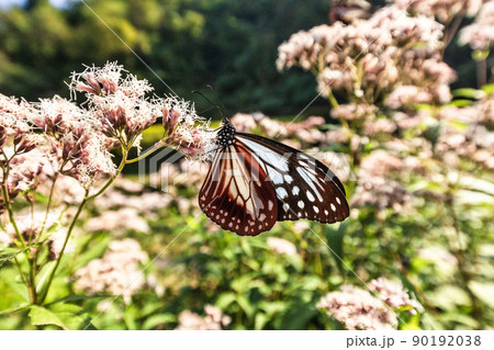 旅する蝶、アサギマダラ(広島県三次市) 90192038