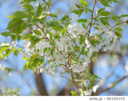 サクラ 桜 さくら サクラ 桜 さくら 90193143