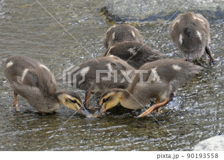 カルガモの雛鳥 90193558