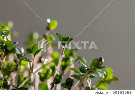 Fresh microgreens. Close-up of microgreens of purple radish Fresh microgreens. Close-up of microgreens of purple radish 90193663