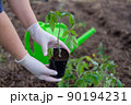 the process of planting tomato seedlings in the open ground 90194231