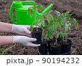 the process of planting tomato seedlings in the open ground 90194232