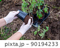 the process of planting tomato seedlings in the open ground 90194233