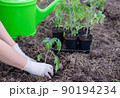 the process of planting tomato seedlings in the open ground 90194234