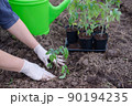 the process of planting tomato seedlings in the open ground 90194235
