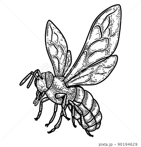 illustration of bee in engraving style. Design element for poster, label, sign, emblem, menu. Vector illustration illustration of bee in engraving style. Design element for poster, label, sign, emblem, menu. Vector illustration 90194629
