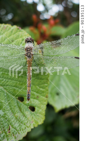 福島県喜多方市の日本百名山の夏季飯豊山の切合小屋と三国小屋の間にいた朝露にぬれたとんぼ 90195113