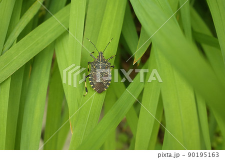 緑の葉っぱの上にキマダラカメムシ 緑の葉っぱの上にキマダラカメムシ 90195163