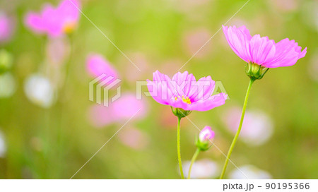 美しい秋の花(コスモスの花)(秋)日本・九州・熊本県菊池市七城町(七城コスモスブリッジ) 90195366