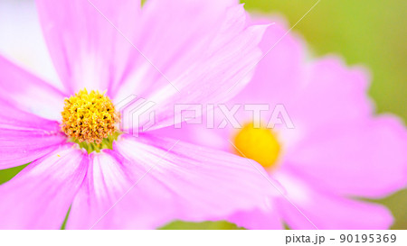 美しい秋の花(コスモスの花・マクロ撮影)(秋)日本・九州・熊本県菊池市七城町(七城コスモスブリッジ) 90195369