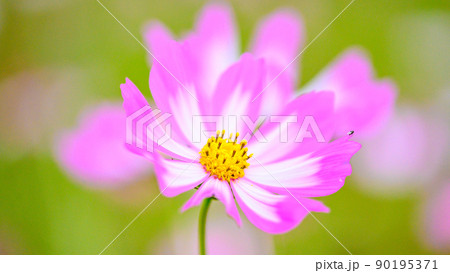美しい秋の花(コスモスの花・マクロ撮影)(秋)日本・九州・熊本県菊池市七城町(七城コスモスブリッジ) 90195371