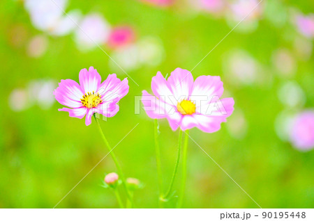 美しい秋の花(コスモスの花・マクロ撮影)(秋)日本・九州・熊本県菊池市七城町(七城コスモスブリッジ) 90195448