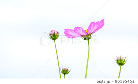 美しい秋の花(コスモスの花・マクロ撮影)(秋)日本・九州・熊本県菊池市七城町(七城コスモスブリッジ) 90195453