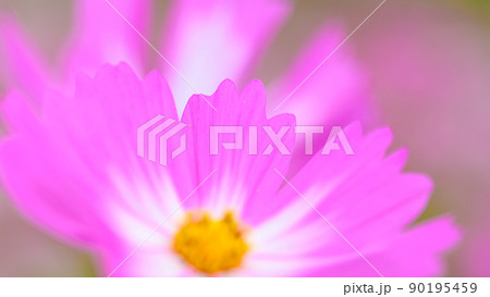 美しい秋の花(コスモスの花・マクロ撮影)(秋)日本・九州・熊本県菊池市七城町(七城コスモスブリッジ) 90195459
