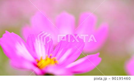 美しい秋の花(コスモスの花・マクロ撮影)(秋)日本・九州・熊本県菊池市七城町(七城コスモスブリッジ) 90195460