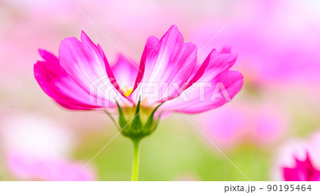 美しい秋の花(コスモスの花・マクロ撮影)(秋)日本・九州・熊本県菊池市七城町(七城コスモスブリッジ) 90195464