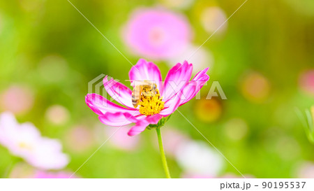 ミツバチと花(コスモスの花・マクロ撮影)(秋)日本・九州・熊本県菊池市七城町(七城コスモスブリッジ) ミツバチと花(コスモスの花・マクロ撮影)(秋)日本・九州・熊本県菊池市七城町(七城コスモスブリッジ) 90195537