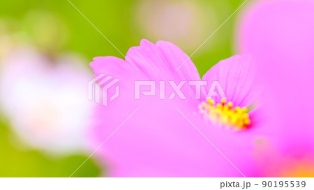 ふんわりコスモスの花(マクロ撮影)(秋)日本・九州・熊本県菊池市七城町(七城コスモスブリッジ) ふんわりコスモスの花(マクロ撮影)(秋)日本・九州・熊本県菊池市七城町(七城コスモスブリッジ) 90195539