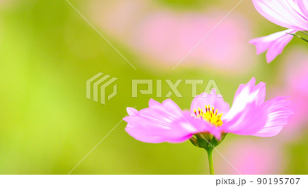 コスモス・秋桜花(マクロ撮影)(秋)日本・九州・熊本県菊池市七城町(七城コスモスブリッジ) 90195707