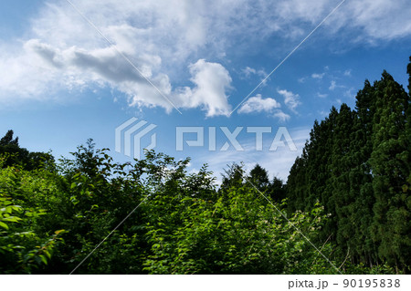 風景、自然、天気、五月の森と五月晴れの雲　青い空と色々な雲 90195838
