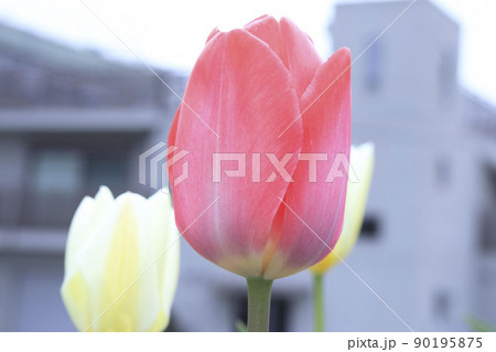 チューリップの花のクローズアップ 90195875