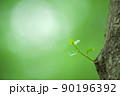 新緑の木の芽（エコロジーイメージ） 90196392
