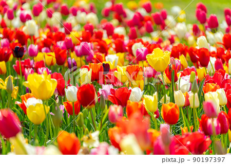 チューリップ 春 花 90197397