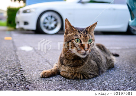駐車場のキジトラ猫 90197681