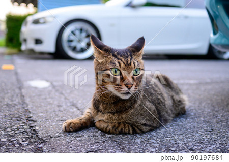 駐車場のキジトラ猫 90197684