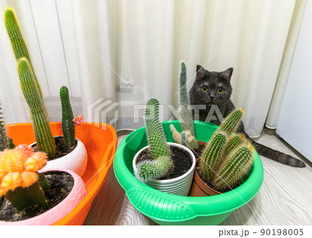 Cacti in basins on the floor and a cat 90198005