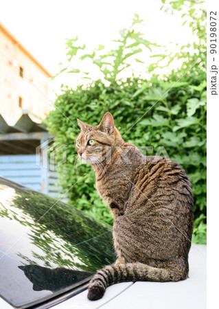 車の上のキジトラ猫 車の上のキジトラ猫 90198072