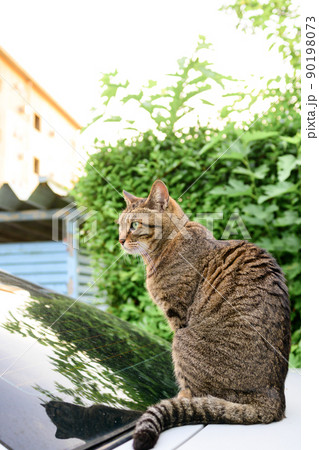 車の上のキジトラ猫 90198073