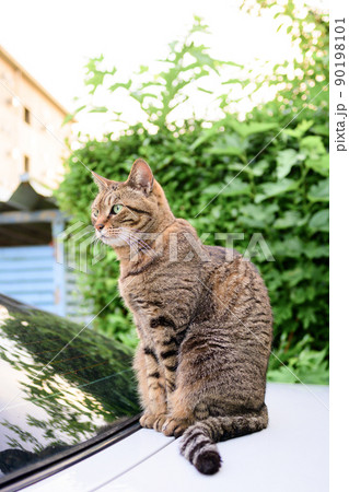 車の上のキジトラ猫 90198101
