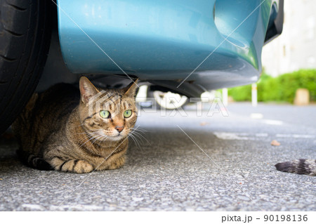 車の下のキジトラ猫 車の下のキジトラ猫 90198136