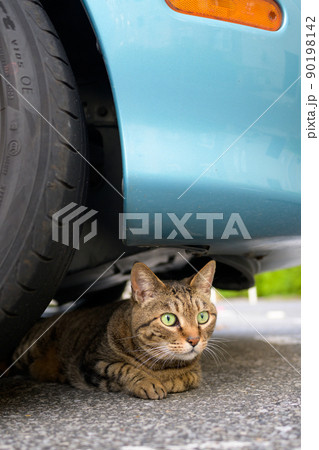 車の下のキジトラ猫 車の下のキジトラ猫 90198142