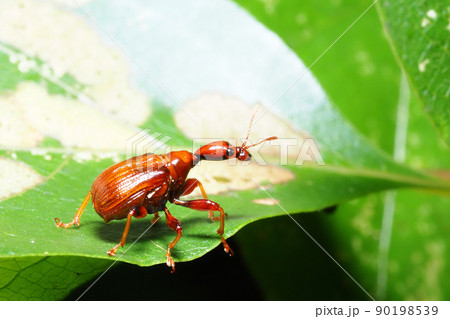 オトシブミの一種 90198539