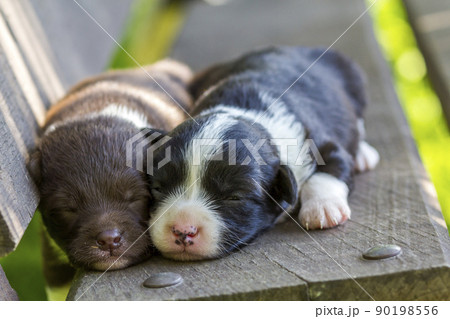 Two little puppy dogs sleeping on wooden bench Two little puppy dogs sleeping on wooden bench 90198556