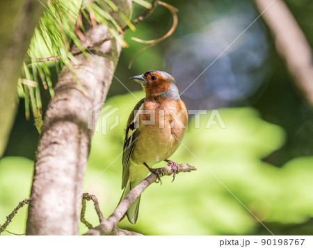 Common chaffinch, Fringilla coelebs, sits on a branch in spring on green background. Common chaffinch in wildlife. 90198767