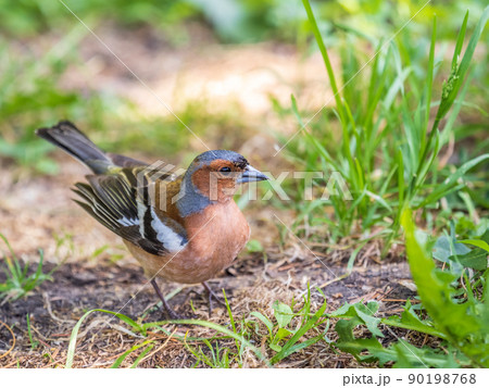 Common chaffinch, Fringilla coelebs, sits on the ground in spring. Common chaffinch in wildlife. Common chaffinch, Fringilla coelebs, sits on the ground in spring. Common chaffinch in wildlife. 90198768